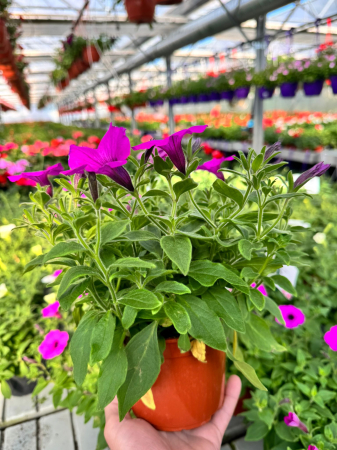 Petunii - Supertunia Mini Vista Blue Violet P12