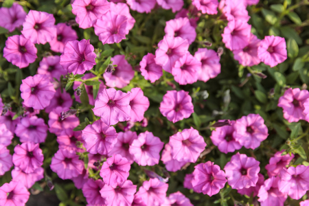 Supertunia Mini Vista Hot Pink în ghiveci C5 [3]