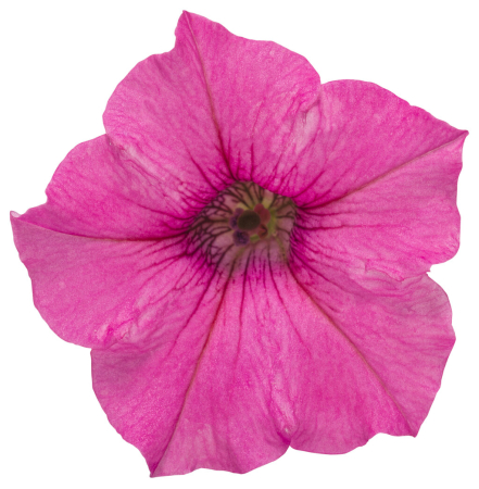 Supertunia Mini Vista Hot Pink în ghiveci C5 [6]