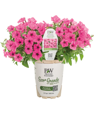 Petunii - Supertunia Mini Vista Hot Pink P12