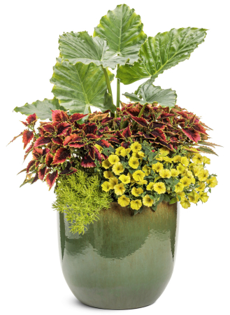 Supertunia Mini Vista Yellow în ghiveci C5 [6]