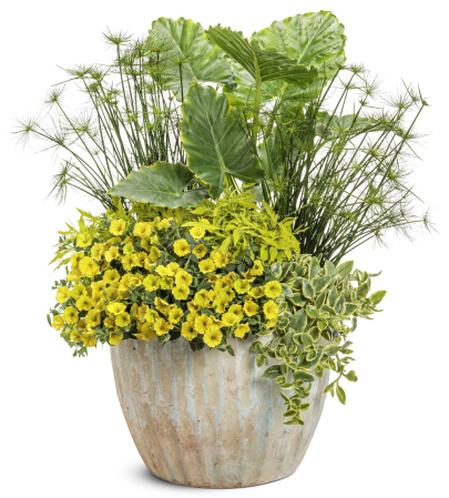 Supertunia Mini Vista Yellow în ghiveci C5 [2]