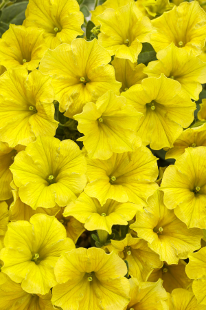 Supertunia Mini Vista Yellow în ghiveci C5