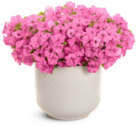 Supertunia Vista Bubblegum în ghiveci C5 [3]