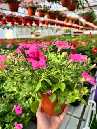 Petunii - Supertunia Vista Bubblegum P12