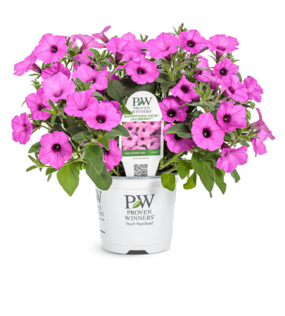 Petunii - Supertunia Vista Jazzberry P12