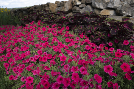 Supertunia Vista Paradise în ghiveci C5 [3]