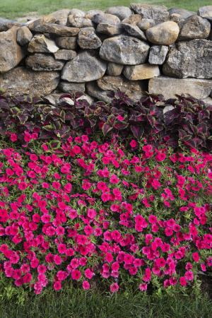 Supertunia Vista Paradise în ghiveci C5 [2]