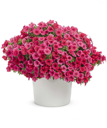 Petunii - Supertunia Vista Paradise P12