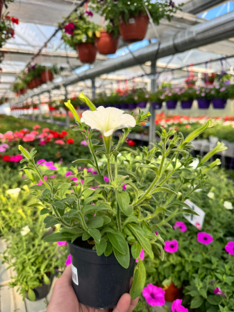 Petunii - Supertunia Vista Snowdrift P12