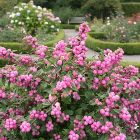 Arbori și arbuști - Symphoricarpos 'Magical Candy' C5, arbust ornamental compact