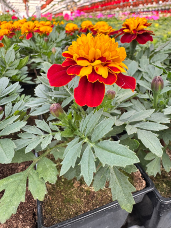 Plante Anuale - Tagetes Super Hero Spry P8x8