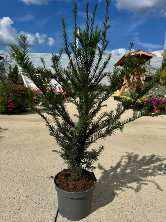 Taxus baccata (Tisa), conifer veșnic verde [1]