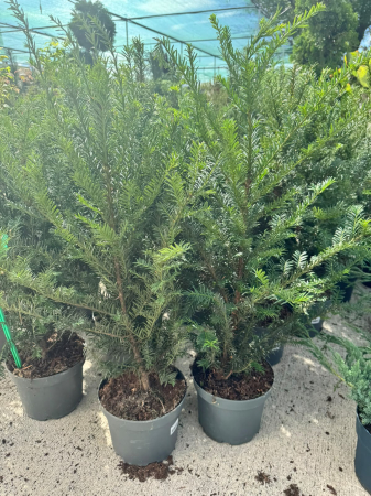Arbori și arbuști - Taxus baccata (Tisa), conifer veșnic verde