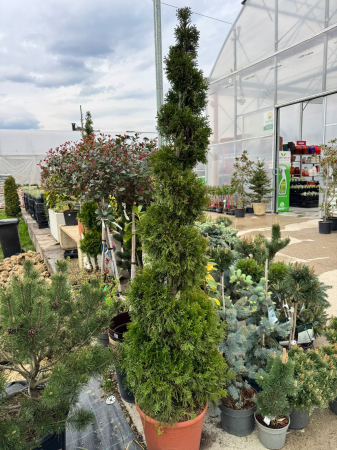 Arbori și arbuști - Thuja occ. Smaragd spirală 140–160 cm: conifer ornamental