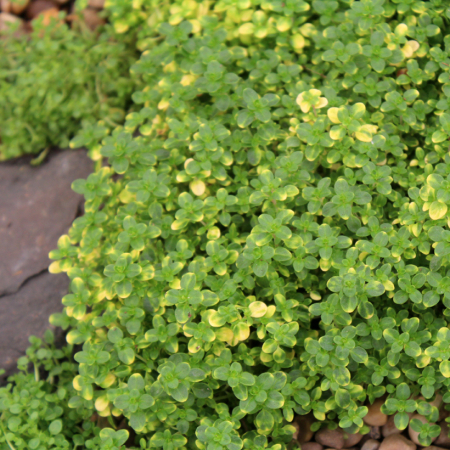 Plante Perene - Thymus Doone Valley – P12 este o plantă perenă aromatică