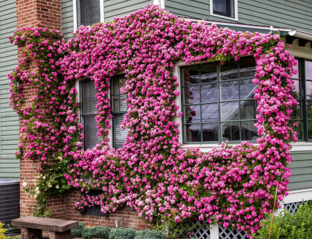 Trandafiri ‘Climbing Garden Beauty’ – disponibili în diverse culori [7]