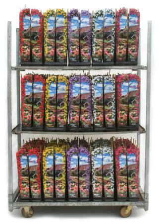 Trandafiri ‘Climbing Garden Beauty’ – disponibili în diverse culori [9]