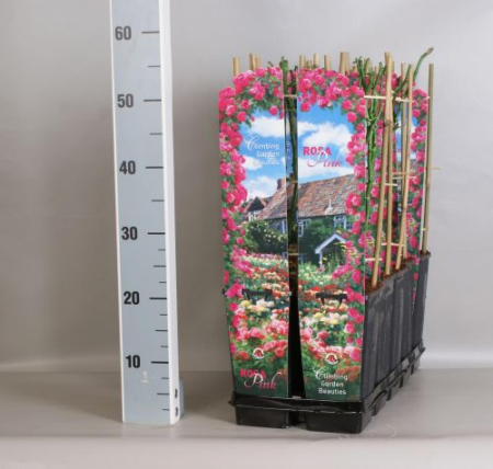 Trandafiri ‘Climbing Garden Beauty’ – disponibili în diverse culori [8]