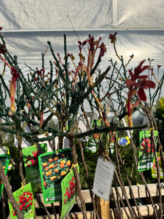 Trandafirii port înalt [1]