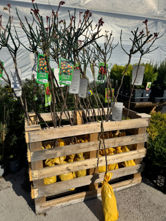 Plante Perene - Trandafirii port înalt