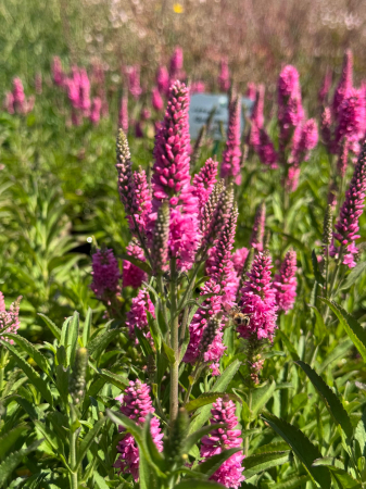 Veronica Bubblegum Candles [2]