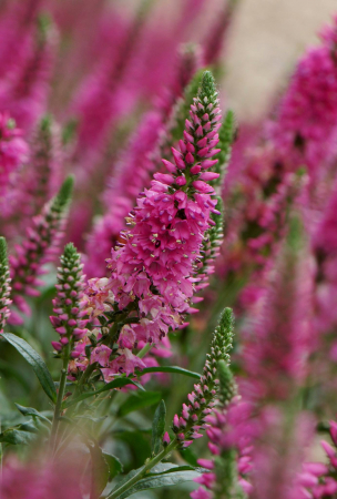 Veronica Bubblegum Candles [1]