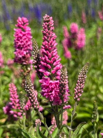 Plante decorative prin floare - Veronica Bubblegum Candles