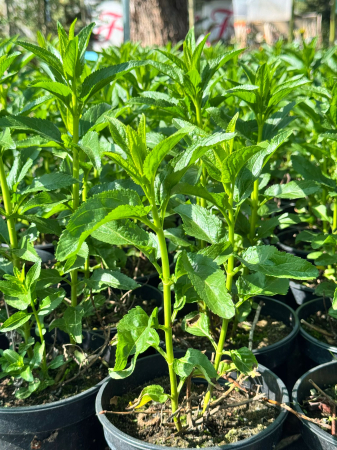 Plante Perene - Veronica ‘First Choice’