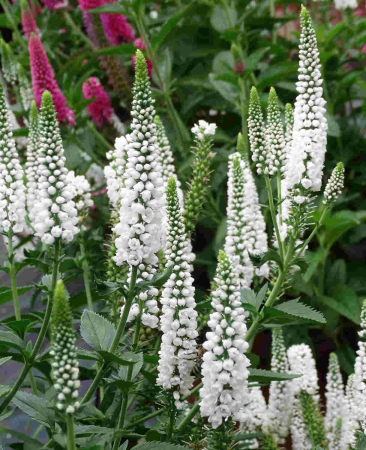Veronica 'First Lady' C1.5, plantă perenă elegantă [1]