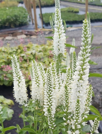 Plante Perene - Veronica 'First Lady' C1.5, plantă perenă elegantă