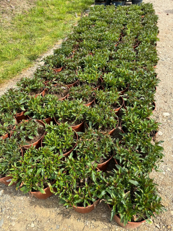 Veronica Magic Show Wizard of Ahhs – C2 [1]