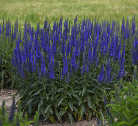 Veronica Magic Show Wizard of Ahhs – C2 [3]