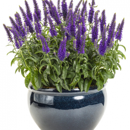 Plante decorative prin floare - Veronica Magic Show Wizard of Ahhs – C2