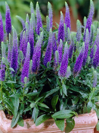 Plante decorative prin floare - Veronica Ulster Blue Dwarf