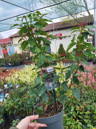 Arbori și arbuști - Viburnum tinus