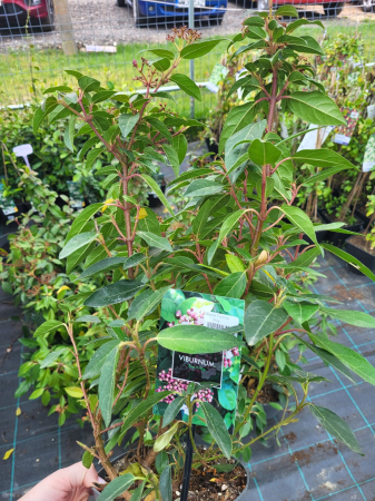 Arbori și arbuști - Viburnum tinus ‘Eve Price’