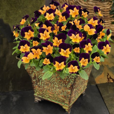 Panseluța Cornet Orange Violet Wing (Viola) [2]