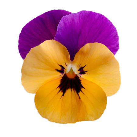 Panseluța Cornet Orange Violet Wing (Viola) [1]