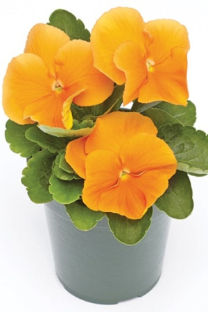Plante Bienale - Panseluța Deluxxe Orange (Viola)