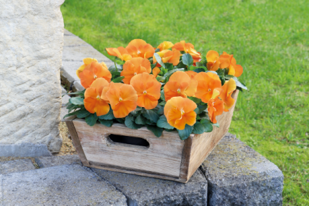 Panseluța Deluxxe Orange (Viola) [1]