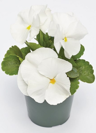 Plante Bienale - Viola Deluxxe White Blotch – P9