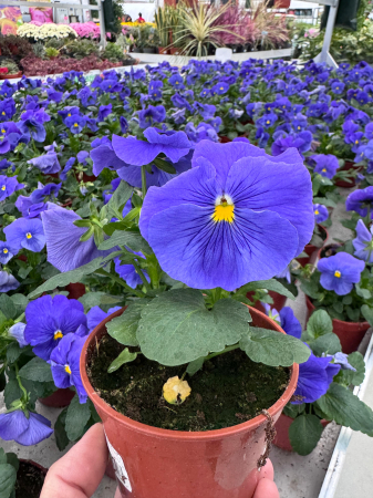 Plante Bienale - VIOLA – P10,5