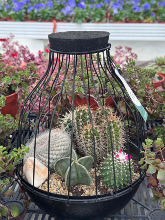 Plante Perene - Vogelkooi metaal zwart medium met cactuss