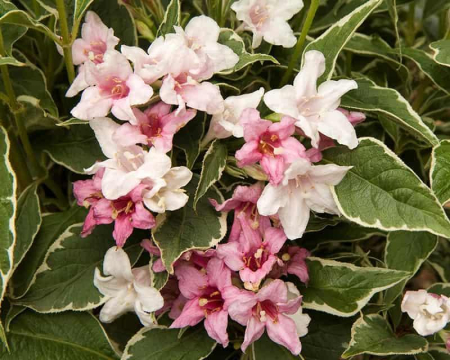 Arbuști - Weigela 'Magical Fantasy' C3, arbust ornamental