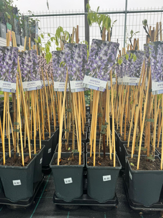 Plante Perene - Wisteria ‘Light Label’