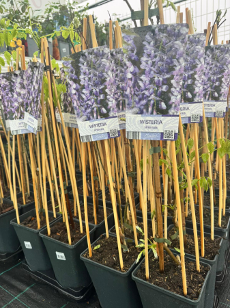 Wisteria ‘Light Label’ [3]