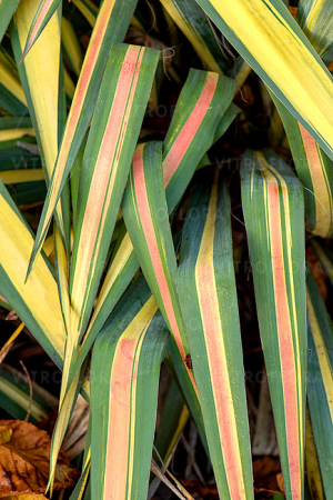 Yucca ‘Color Guard’ C2, perenă ornamentală [3]
