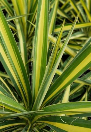 Yucca ‘Color Guard’ C2, perenă ornamentală [1]