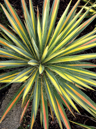 Plante decorative prin frunze - Yucca ‘Color Guard’ C2, perenă ornamentală